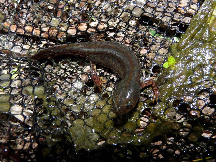 Triturus alpestris apuanus sulla Collina Torinese